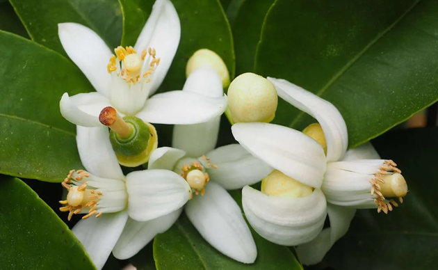 Toni Cabal presenta ORANGE FLOWER: un homenaje olfativo al alma del Mediterráneo